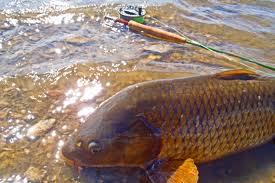 fish :) - imagescaxt180f.jpg